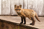 wildlife;Fox;Red-Fox;Vulpes-vulpes;kit;cub;Red;Shed;Lancaster;NH;D5;2019