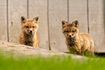 wildlife;Fox;Red-Fox;Vulpes-vulpes;kit;cub;Red;wood;Lancaster;NH;D5;2019