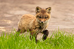 wildlife;Fox;Red-Fox;Vulpes-vulpes;kit;cub;Red;Grass;Lancaster;NH;D5;2019