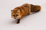 wildlife;Fox;Red-Fox;Vulpes-vulpes;Adult;Red;Snow;Snowing;Wyoming;WY;D850;2018