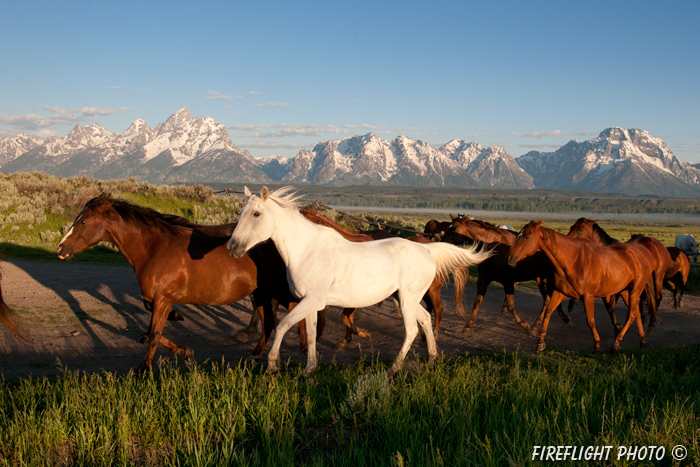 wildlife;Equus ferus caballus;horse;landscape;grand tetons;mountains;sunrise