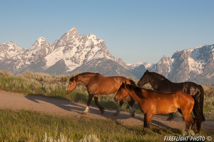 wildlife;Equus ferus caballus;horse;landscape;grand tetons;mountains;sunrise