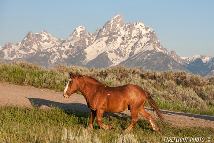 wildlife;Equus ferus caballus;horse;landscape;grand tetons;mountains;sunrise