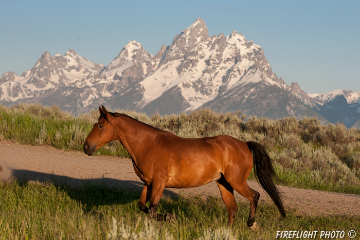 wildlife;Equus ferus caballus;horse;landscape;grand tetons;mountains;sunrise