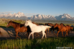 wildlife;Equus-ferus-caballus;horse;landscape;grand-tetons;mountains;sunrise