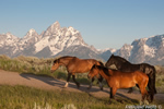 wildlife;Equus-ferus-caballus;horse;landscape;grand-tetons;mountains;sunrise
