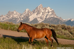 wildlife;Equus-ferus-caballus;horse;landscape;grand-tetons;mountains;sunrise