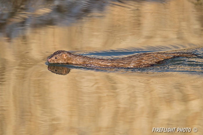 wildlife;mink;Mustela;semiaquatic;mammal;water;Salisburyr;MA;D4;800mm