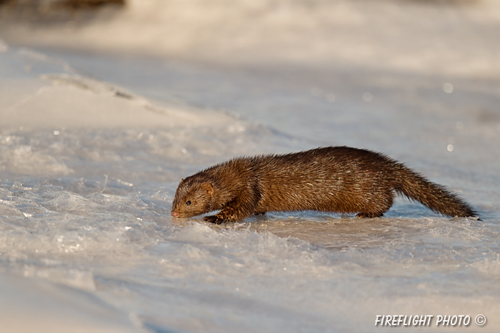 wildlife;mink;Mustela;semiaquatic;mammal;snow;ice;Salisburyr;MA;D4;800mm
