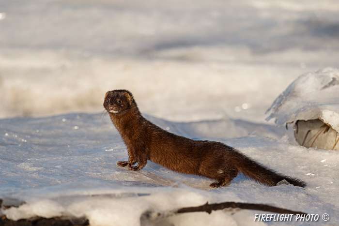 wildlife;mink;Mustela;semiaquatic;mammal;ice;marsh;Salisburyr;MA;D4;800mm