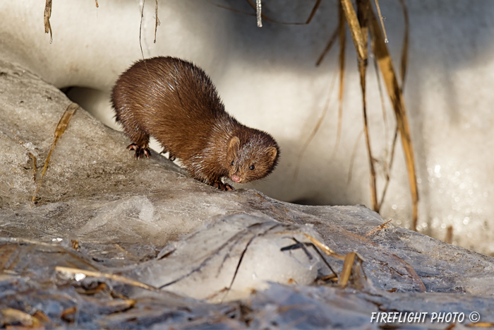 wildlife;mink;Mustela;semiaquatic;mammal;ice;marsh;Salisburyr;MA;D4;800mm