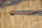 wildlife;mink;Mustela;semiaquatic;mammal;water;Salisburyr;MA;D4;800mm