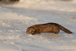 wildlife;mink;Mustela;semiaquatic;mammal;snow;ice;Salisburyr;MA;D4;800mm