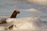 wildlife;mink;Mustela;semiaquatic;mammal;ice;Salisburyr;MA;D4;800mm