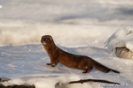 wildlife;mink;Mustela;semiaquatic;mammal;ice;marsh;Salisburyr;MA;D4;800mm