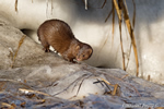 wildlife;mink;Mustela;semiaquatic;mammal;ice;marsh;Salisburyr;MA;D4;800mm