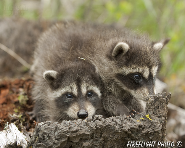wildlife;raccoon;Procyon Lotor;raccoon baby;Montana