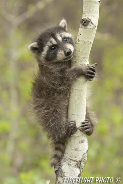wildlife;raccoon;Procyon Lotor;raccoon baby;aspen;Montana