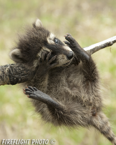 wildlife;raccoon;Procyon Lotor;raccoon baby;Aspen;Montana