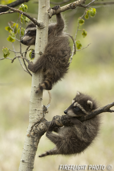 wildlife;raccoon;Procyon Lotor;raccoon baby;Aspen;Montana