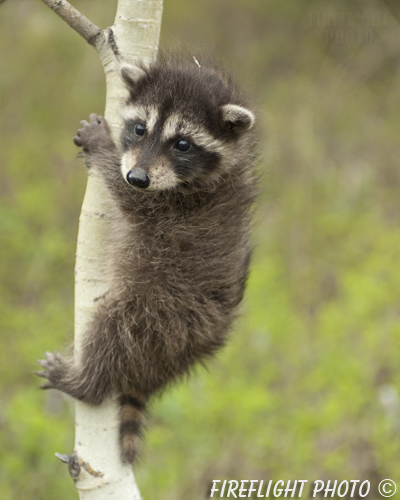 wildlife;raccoon;Procyon Lotor;raccoon baby;Aspen;Montana