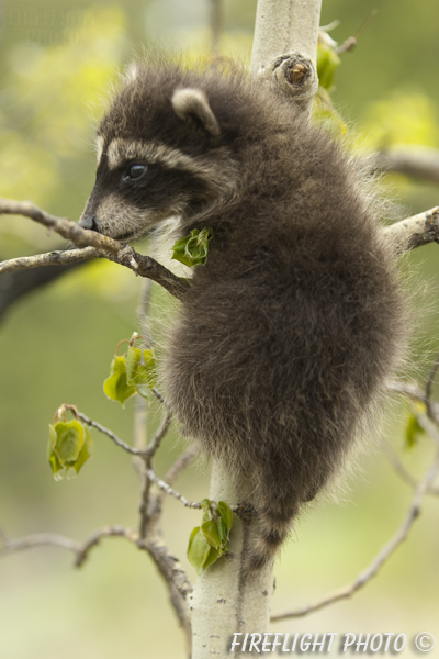 wildlife;raccoon;Procyon Lotor;raccoon baby;Aspen;Montana
