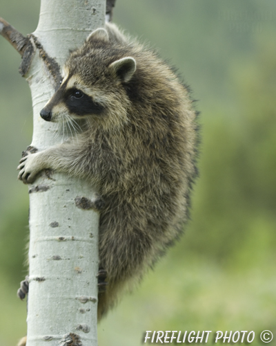 wildlife;raccoon;Procyon Lotor;raccoon baby;Aspen;Montana