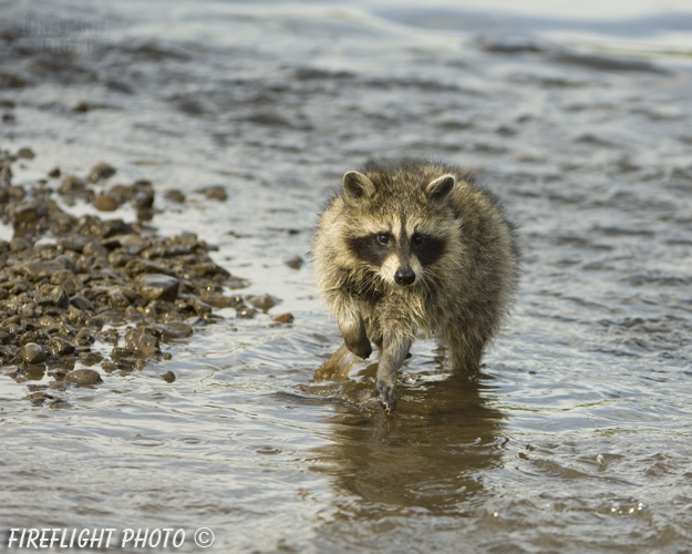 wildlife;raccoon;Procyon Lotor;raccoon baby;creek;Montana