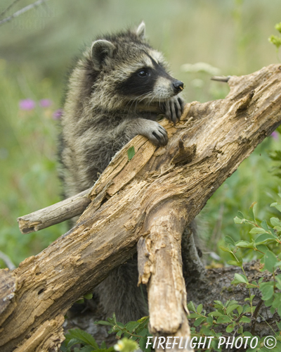 wildlife;raccoon;Procyon Lotor;raccoon baby;tree stump;Montana
