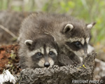 wildlife;raccoon;Procyon-Lotor;raccoon-baby;Montana