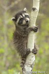 wildlife;raccoon;Procyon-Lotor;raccoon-baby;aspen;Montana