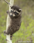 wildlife;raccoon;Procyon-Lotor;raccoon-baby;Aspen;Montana