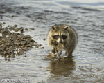 wildlife;raccoon;Procyon-Lotor;raccoon-baby;creek;Montana