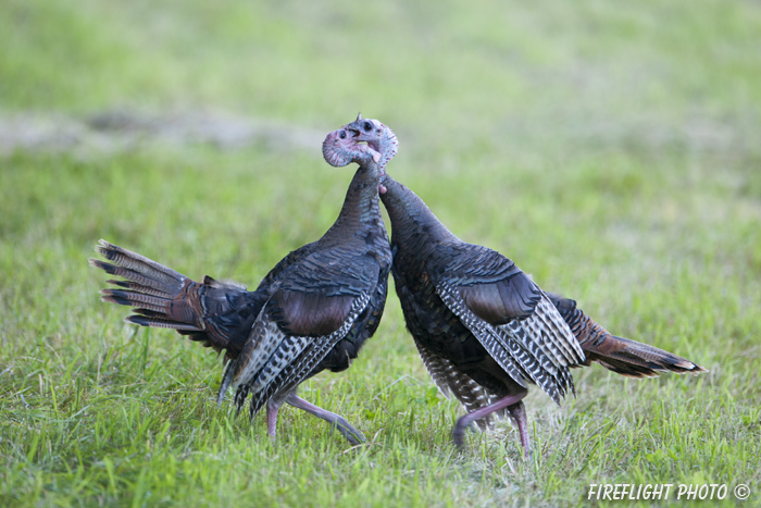 wildlife;turkey;wild turkey;tom;fighting;Meleagris gallopavo;Newington;NH;D4