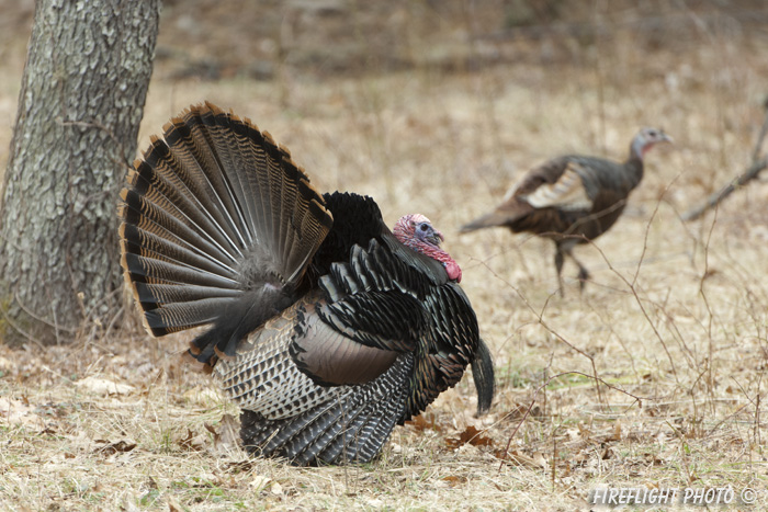 wildlife;turkey;wild turkey;tom;fanning;Meleagris gallopavo;Newington;NH