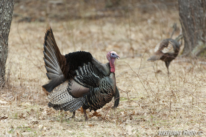 wildlife;turkey;wild turkey;tom;fanning;Meleagris gallopavo;Newington;NH