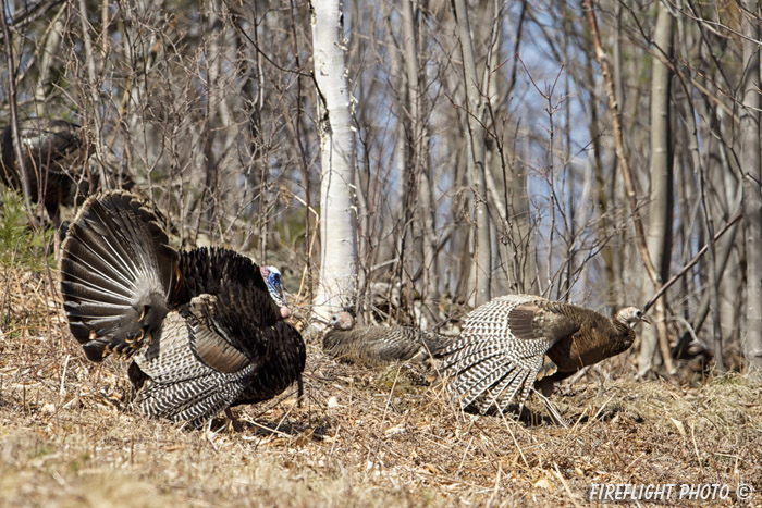 wildlife;turkey;wild turkey;tom;hen;Meleagris gallopavo;Sugar Hill;NH;D4