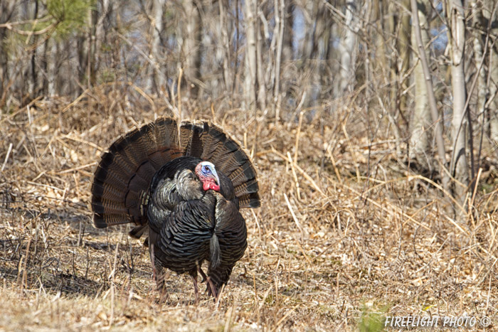 wildlife;turkey;wild turkey;tom;fanning;Meleagris gallopavo;Sugar Hill;NH;D4