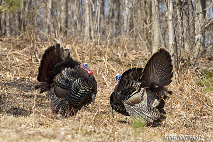 wildlife;turkey;wild turkey;tom;fanning;Meleagris gallopavo;Sugar Hill;NH;D4