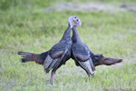 wildlife;turkey;wild-turkey;tom;fighting;Meleagris-gallopavo;Newington;NH;D4