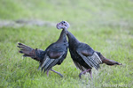 wildlife;turkey;wild-turkey;tom;fighting;Meleagris-gallopavo;Newington;NH;D4