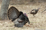 wildlife;turkey;wild-turkey;tom;fanning;Meleagris-gallopavo;Newington;NH