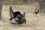 wildlife;turkey;wild-turkey;tom;fanning;Meleagris-gallopavo;Newington;NH