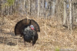 wildlife;turkey;wild-turkey;tom;fanning;Meleagris-gallopavo;Sugar-Hill;NH;D4