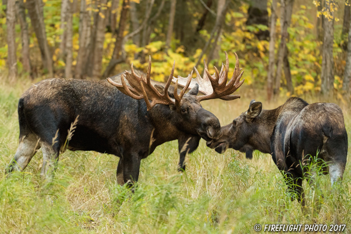 wildlife;Bull Moose;Moose;Alces alces;cow;hook;kissing;Anchorage;Alaska;AK;D5;2016