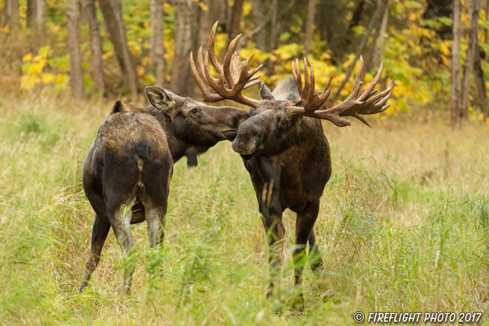 wildlife;Bull Moose;Moose;Alces alces;cow;hook;kissing;Anchorage;Alaska;AK;D5;2016