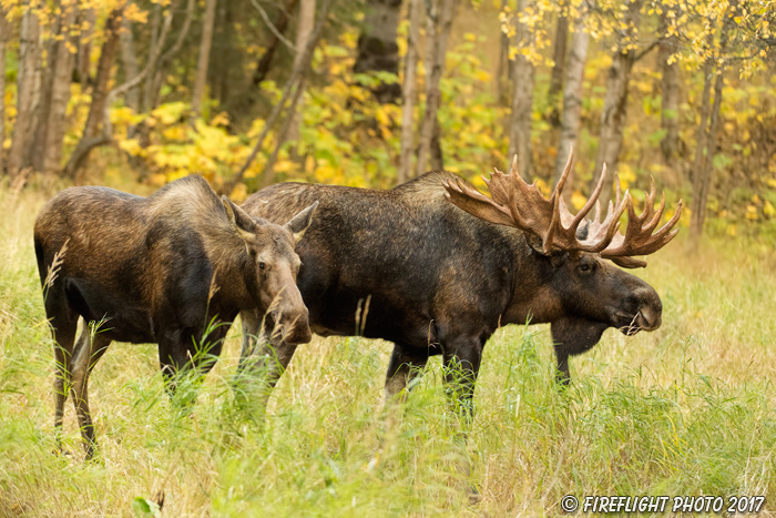 wildlife;Bull Moose;Moose;Alces alces;cow;hook;kissing;Anchorage;Alaska;AK;D5;2016
