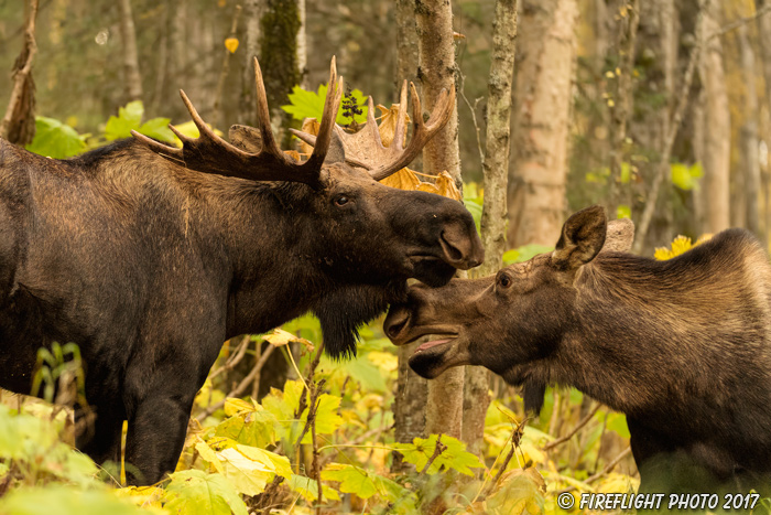 wildlife;Bull Moose;Moose;Cow;Alces alces;Anchorage;Alaska;AK;D5;2016