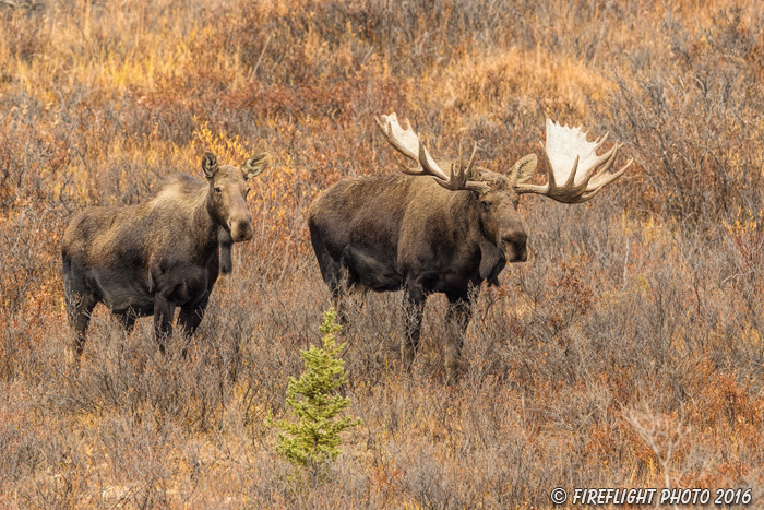wildlife;Bull Moose;Moose;cow;love;Alces alces;Denali;Alaska;tundra;AK;D5;2016