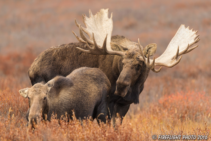 wildlife;Bull Moose;Moose;cow;love;Alces alces;Denali;Alaska;tundra;AK;D5;2016